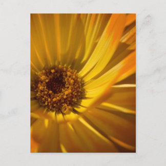 Yellow Marigold | Gelbe Ringelblume Postkarte