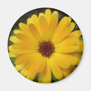 Yellow Marigold Macro Magnet