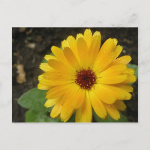 Yellow Marigold Macro Postcard Postkarte