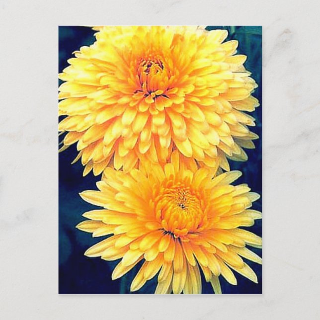 Yellow Marigold Postkarte (Vorderseite)