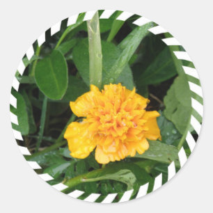 Yellow Marigold Sticker