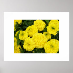 Yellow Marigolds Poster