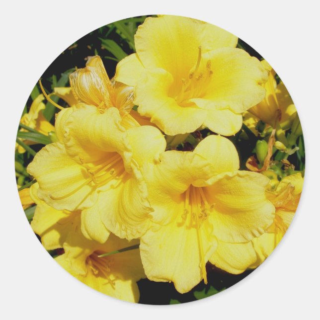 Yellow Mini Lilies Stickers (Vorderseite)