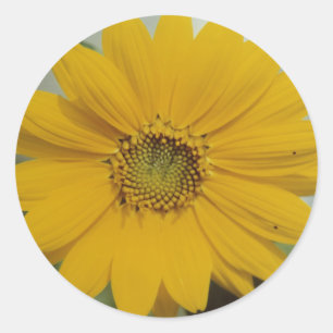 Yellow Mini Sonnenblume - Winzige Baby Sonnenblume Runder Aufkleber
