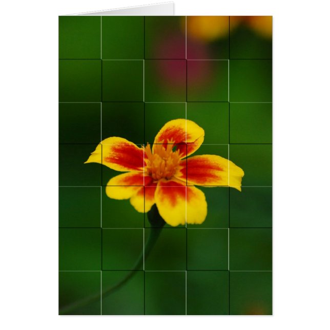 Yellow Mosaic (Vorne)