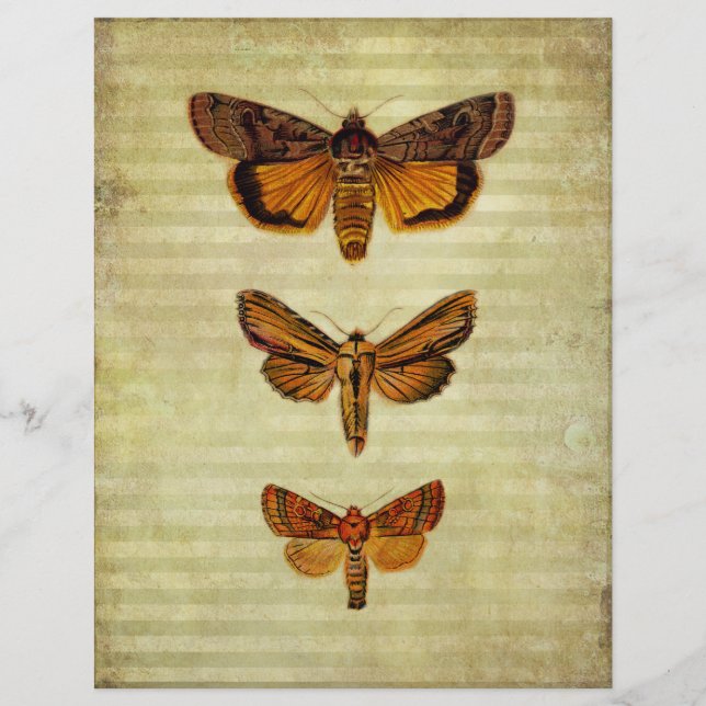 Yellow Moths & Stripes Scrapbook Paper (Vorderseite)