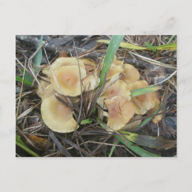 Yellow Mushroom OBX Postkarte (Vorderseite)