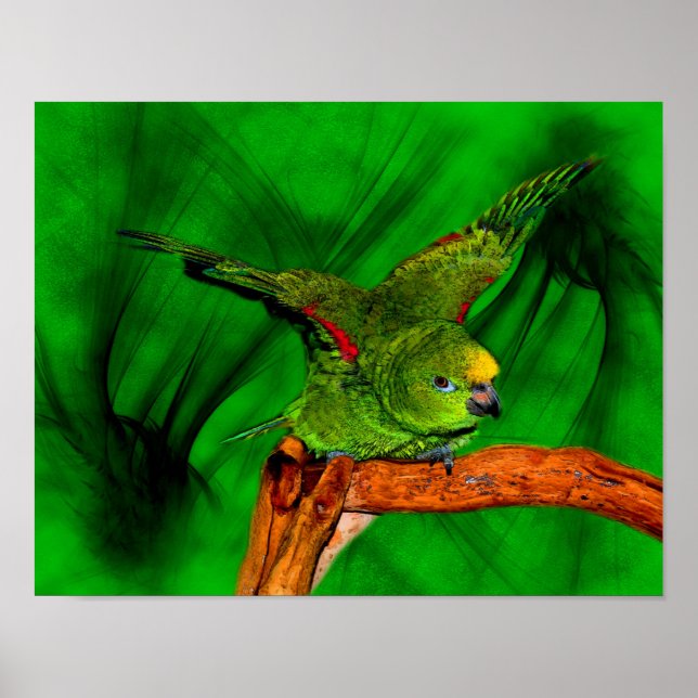 Yellow Naped Amazon Parrot Animal Art Poster (Vorne)
