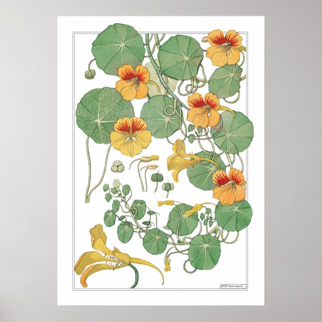 Yellow Nasturtiums | Antiker Lithograph 1896 Poster (Vorne)