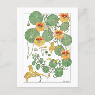 Yellow Nasturtiums Antiker Lithograph 1896 Postkarte