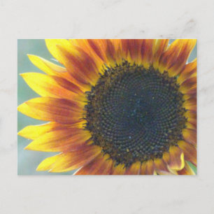 Yellow Orange Sunflower DIY Postcard Postkarte