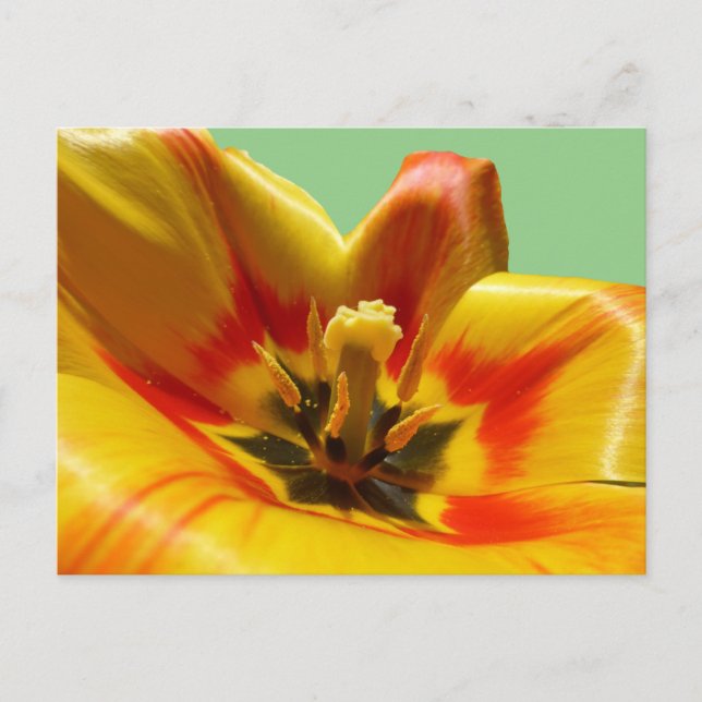 Yellow Orange Tulip DIY Postkarte (Vorderseite)