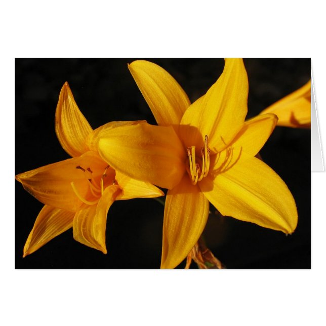 Yellow Orchid (Vorderseite (Horizontal))