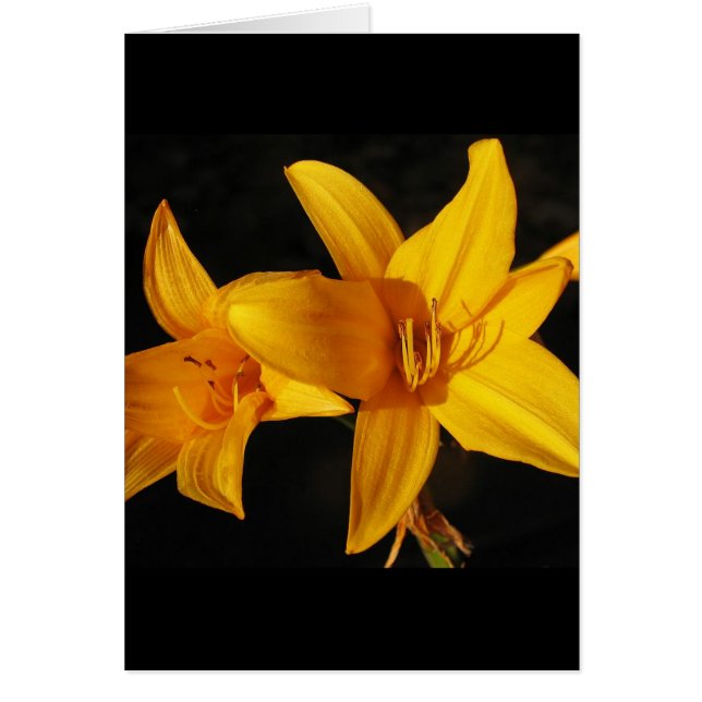 Yellow Orchid (Vorne)