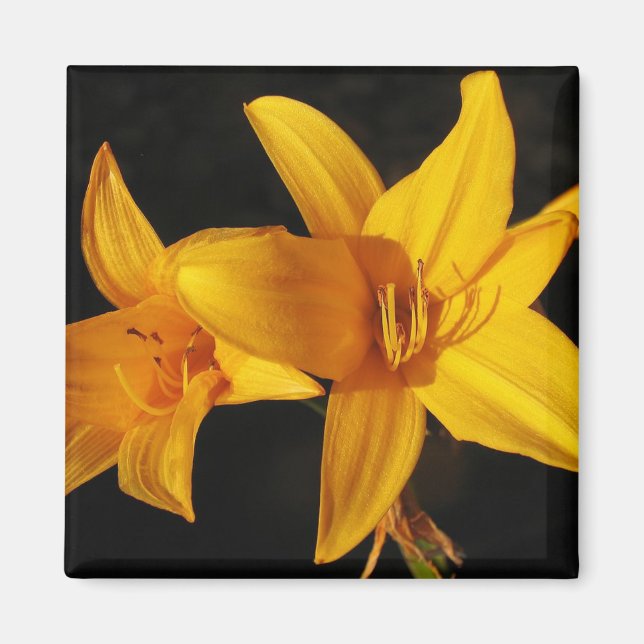 Yellow Orchid Magnet (Vorne)