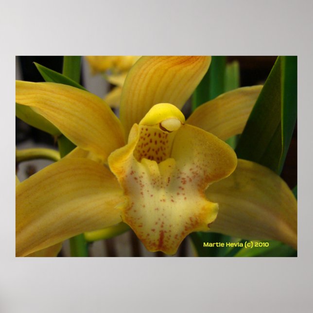 Yellow Orchid Poster (Vorne)