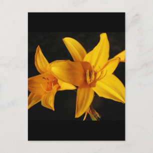Yellow Orchid Postkarte