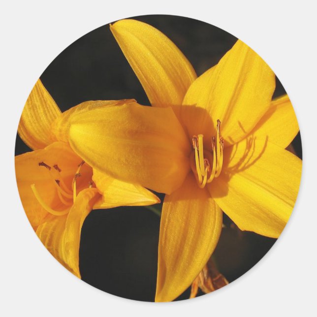 Yellow Orchid Runder Aufkleber (Vorderseite)
