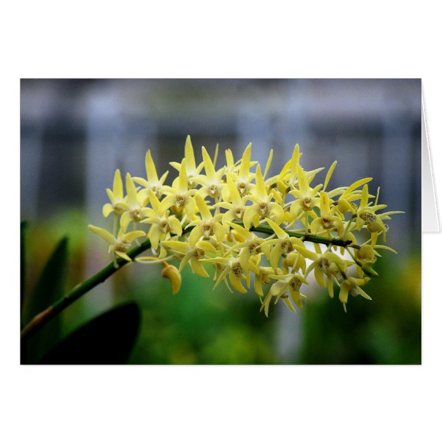 Yellow Orchids Card (Vorderseite (Horizontal))