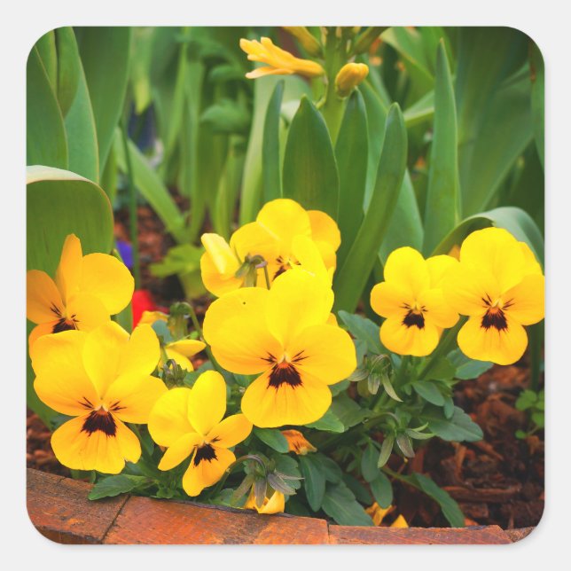 Yellow Pansy #1 Stickers (Vorderseite)