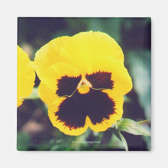 Yellow Pansy Magnet (Vorne)