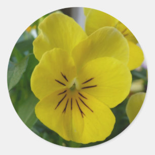 Yellow Pansy Runder Aufkleber