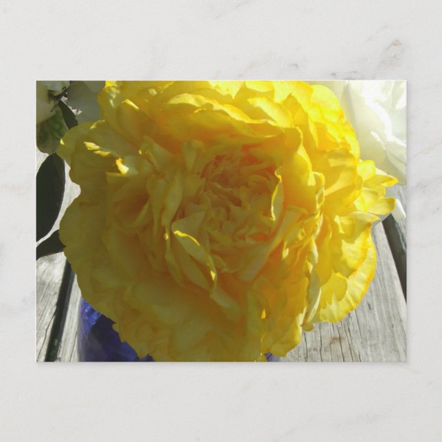 Yellow Peonies Postkarte (Vorderseite)