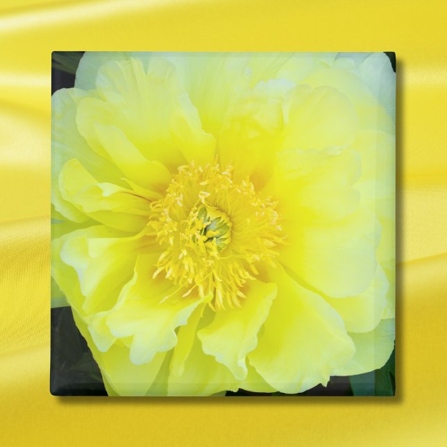 Yellow Peony Magnet (Von Creator hochgeladen)