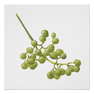 Yellow Peppercorns - Botanical Study 2 Poster
