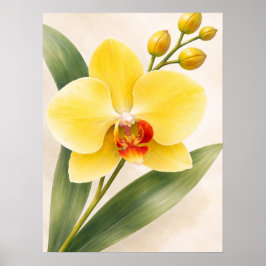 Yellow Phalaenopsis Orchid Bloom Botanical Poster