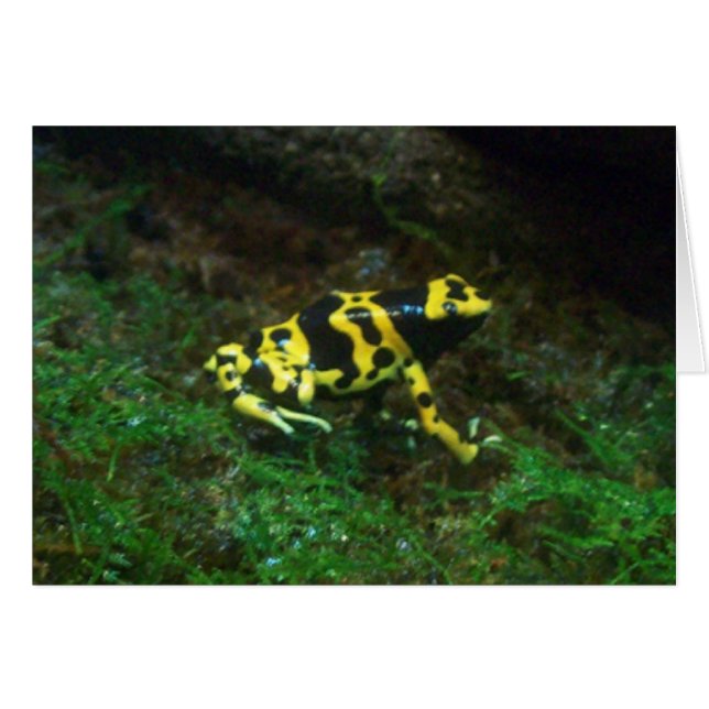 Yellow Poison Dart Frosch-Karte (Vorderseite (Horizontal))