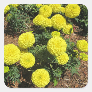 Yellow Pompom Marigolds Garden Pflanze Quadratischer Aufkleber
