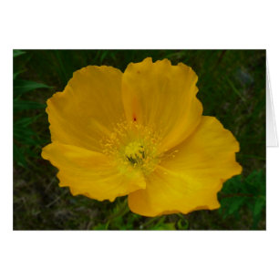 Yellow Poppy Alaskan Wildblume Floral