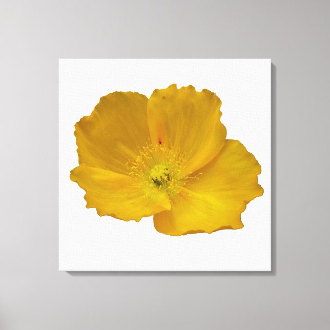 Yellow Poppy Alaskan Wildblume Floral Leinwanddruck (Vorderseite)
