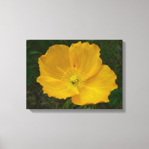 Yellow Poppy Alaskan Wildblume Floral Leinwanddruck