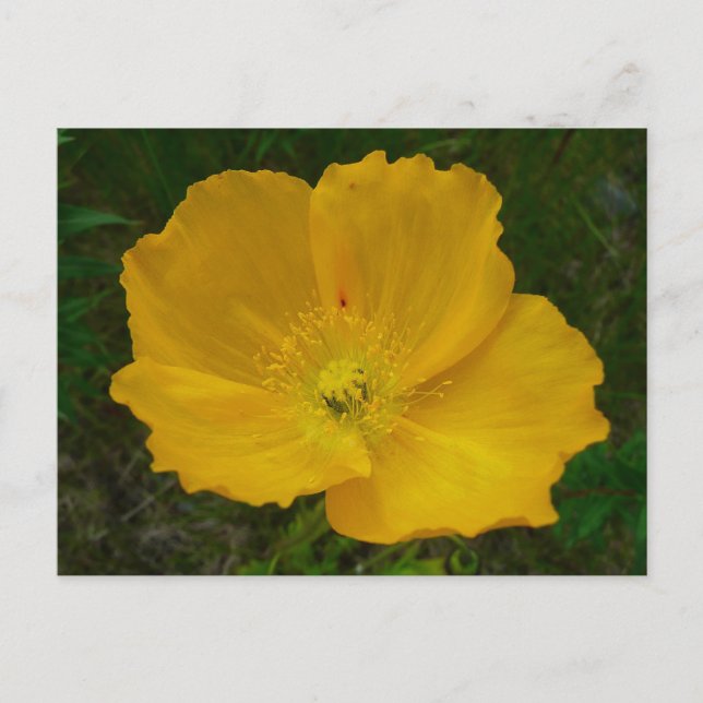Yellow Poppy Alaskan Wildblume Floral Postkarte (Vorderseite)