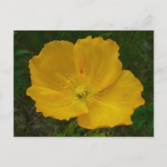 Yellow Poppy Alaskan Wildblume Floral Postkarte (Vorderseite)