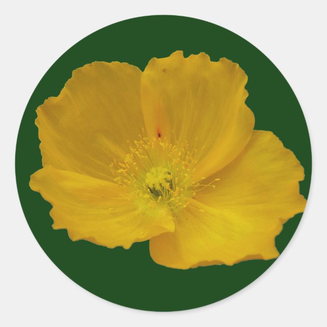 Yellow Poppy Alaskan Wildblume Floral Runder Aufkleber (Vorderseite)