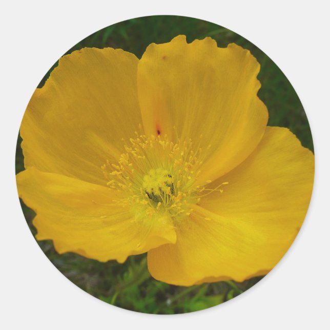 Yellow Poppy Alaskan Wildblume Floral Runder Aufkleber (Vorderseite)