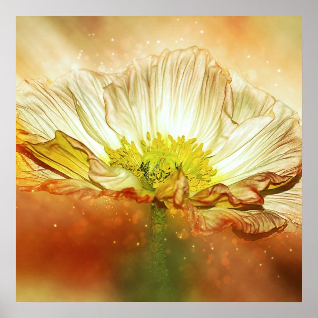 Yellow Poppy Blume Poster (Vorne)