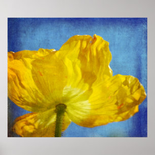 Yellow Poppy Poster