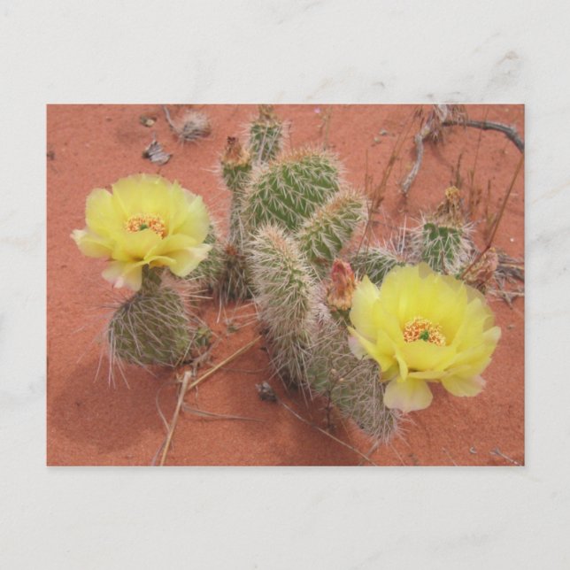 Yellow Prickley Pear Postkarte (Vorderseite)