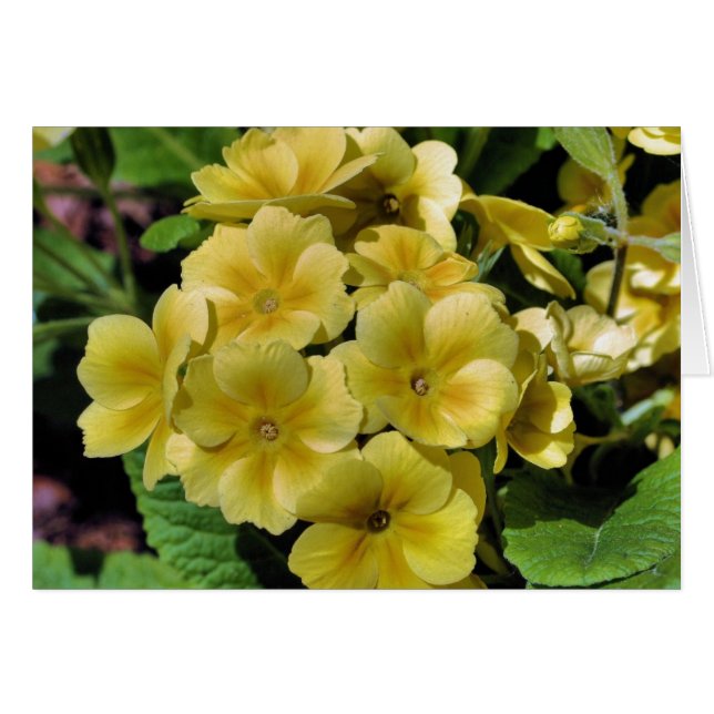 Yellow Primrose Flower Fotocard (Vorderseite (Horizontal))