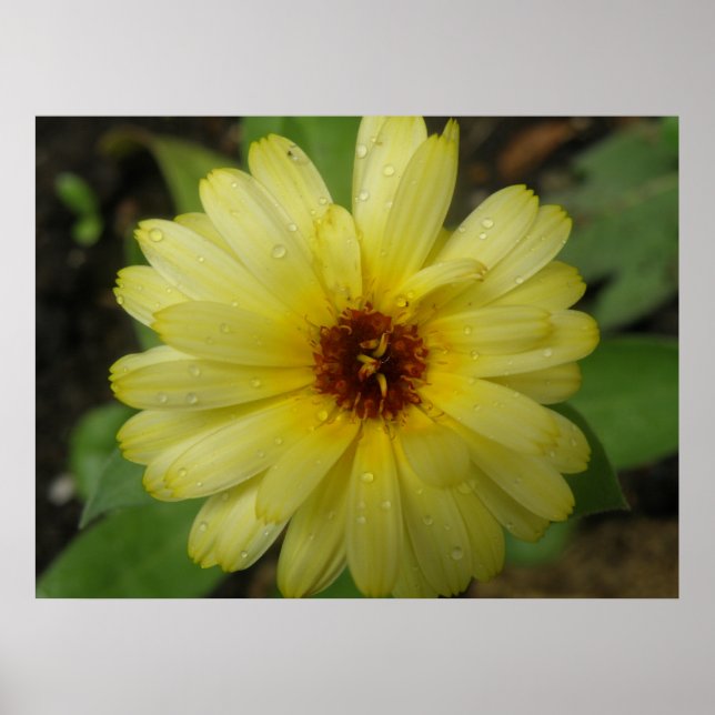 Yellow Raindrops Marigold Print Poster (Vorne)