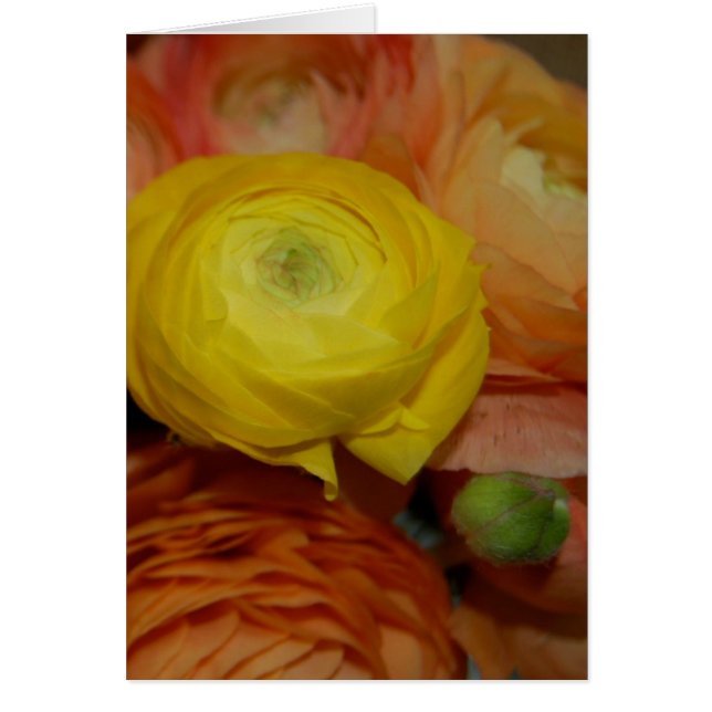 Yellow Ranunculus (Vorne)