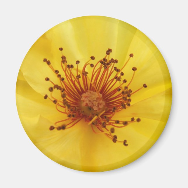 Yellow Rose Center Magnet (Vorne)