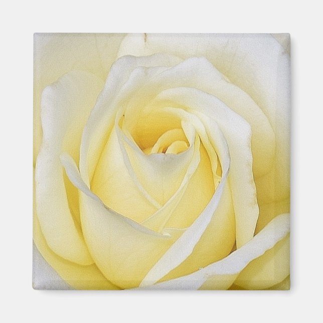 Yellow Rose Magnet (Vorne)