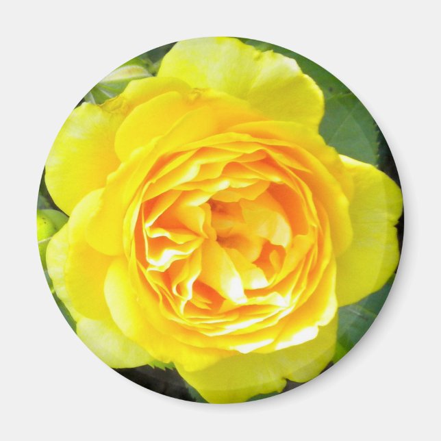 Yellow Rose Magnet (Vorne)