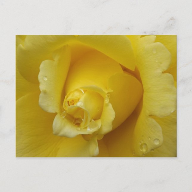 Yellow Rose Plstcard Postkarte (Vorderseite)