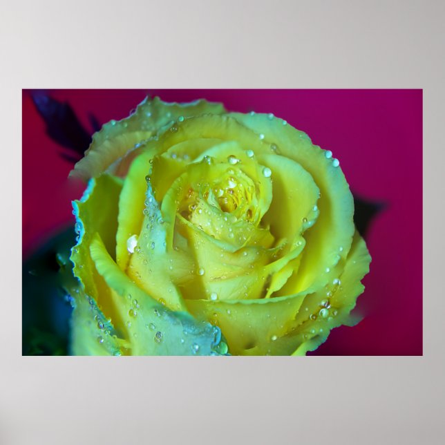 YELLOW ROSE POSTER (Vorne)
